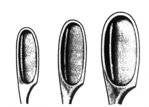  Kleszczyki Winter proste Fig. 2