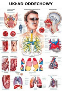 Tablica anatomiczna "Układ oddechowy" (Plansza anatomiczna)