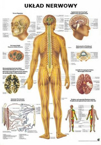 Tablica anatomiczna "Układ nerwowy" (Plansza anatomiczna)