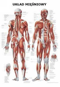 Tablica anatomiczna "Układ mięśniowy" (Plansza anatomiczna)